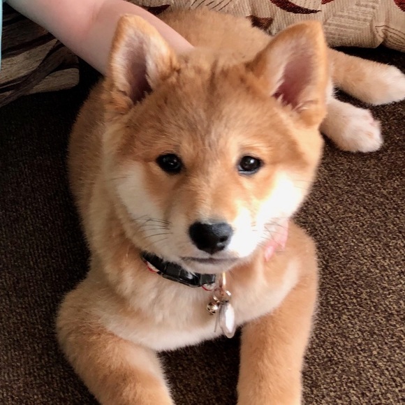 Meet your Posher, D - Picture 1 of 1